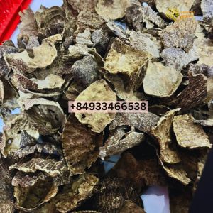 Agarwood Wholesale Supply